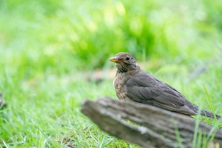 The brown female blackbird sits behind a dead piece of wood in a green lawn. The common blackbird, Turdus merula, seen from the sideの写真素材