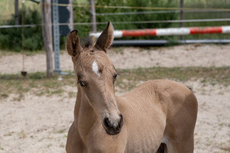 Small newborn yellow foal looking over the shoulder to the camera. Neck and head against a sandy backgroundの写真素材