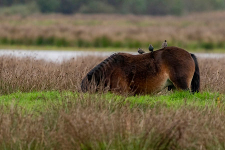Three Starlings on the back of a chestnut wild horse. Seen from the sideの写真素材