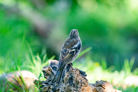 close up of a pretty female house finch perched on a branch in a tree in summerの写真素材