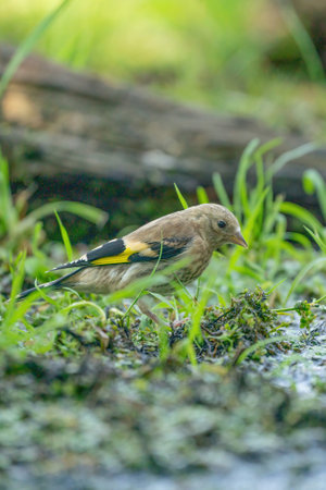 Close-up of a finch running in the grass. A pool of water in the green grass. Detailed in the bird