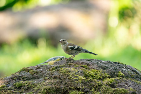 A detailed sparrow, Onotrichia leucophrys, sits on top of a large stone, with a hazy green and yellow backgroundの写真素材