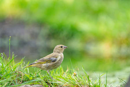 Close-up of a finch running in the grass. A pool of water in the green grass. Detailed in the bird