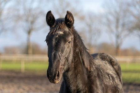 A head of one year old horses in the pasture. A black foal looks stubbornly into the camera.の写真素材