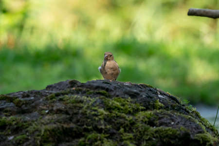 Green and yellow songbird, Detailed Greenfinch standing on a big rock. In the background special...