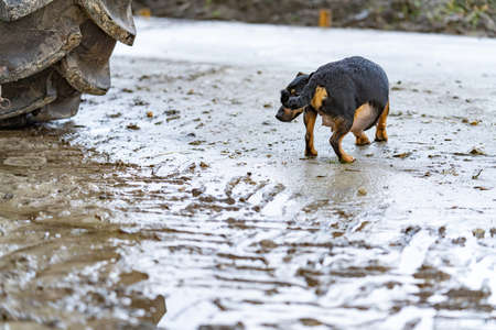 A fat pregnant Jack russel terrier. The dog is walking outside on the farm in the mudの写真素材