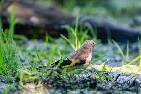 Close-up of a finch sitting in the grass. A pool of water in the green grass. Detailed birdの写真素材