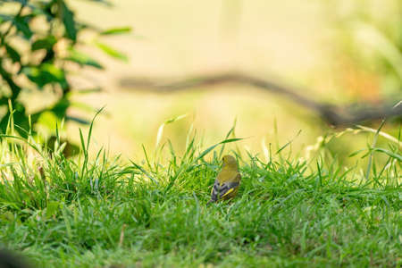 Green and yellow songbird, Detailed Greenfinch standing in grass. In the background special green and yellow bokehの写真素材
