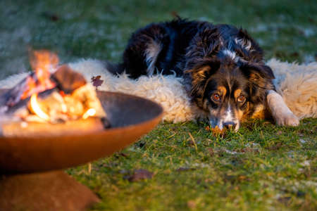 Portrait of an Australian Shepherd, by the campfire. Dog lies on fur coat at duskの写真素材