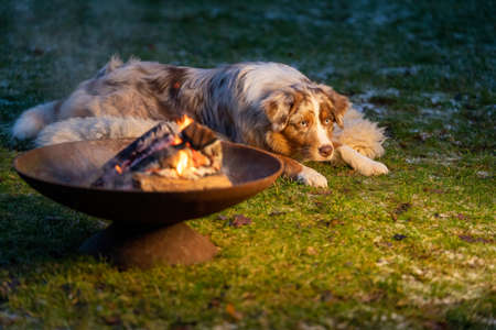 Portrait of an Australian Shepherd, by the campfire. Dog lies on fur coat at duskの写真素材