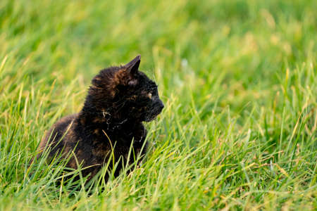 A black wild cat with yellow eyes in the grass. A spiders web is all over its headの写真素材