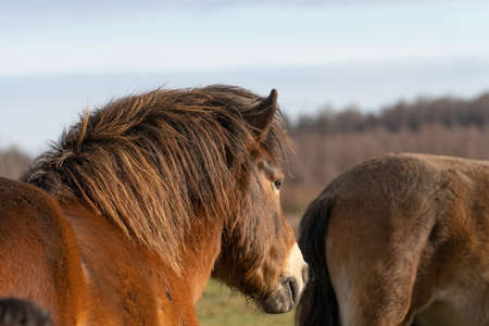 A wild Exmoor pony head. Chestnut color horses. On the grass in nature. in Fochteloo National Park, The netherlandsの写真素材