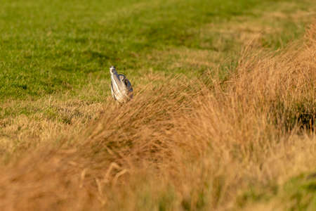 Great Blue Heron in front view on green grass. The wind blows through the feathers and the tall yellow grass. Selective focus, blurの写真素材
