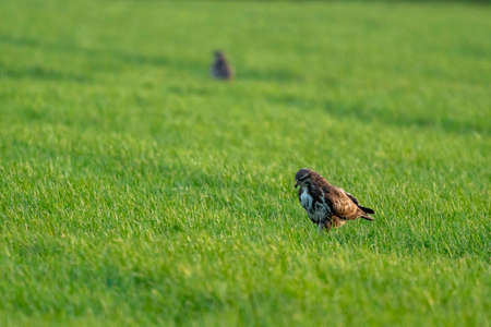 Large bird of prey hunts in the grass. Majestic brown feathered buzzard in the endless natureの写真素材