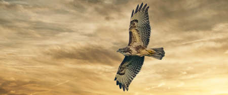 Large bird of prey soars in the dramatic golden brown sky, and hunts in the wilderness. Majestic brown feathered buzzard flies into endless nature. Social media, cover or web bannerの写真素材
