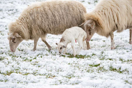 Head of sheep with a newborn lamb that still has blood on its navel, eating grass in the pasture. Grass is covered with snow. Winter on the farm. Blur, selective focusの写真素材
