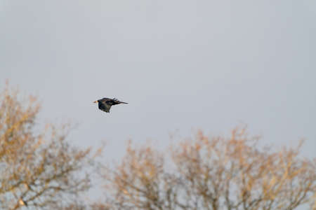 A crow flies in the blue gray cloudy sky above the treetops in winter