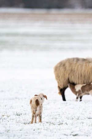 Sheep in a snowy pasture. One newborn lamb looking back. Winter on the farm. Blur, selective focus...