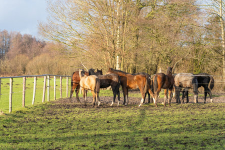 A herd of horses are gathered together. Variation in color, chestnut, brown, gray and black...