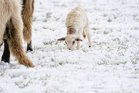 A newly born white lamb eats grass in the meadow, the grass is covered with snow. Mother sheep grazes next to it, a part of sheep. Winter on the farmの写真素材
