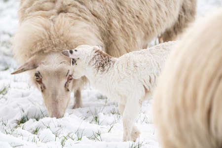 Head of sheeps with a newborn lamb eating grass in the meadow. Grass is covered with snow. lam Winter on the farm. Blur, selective focusの写真素材