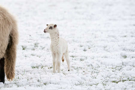 A just-born white lamb stands stiffly looking out into the white world, in the meadow, covered with...