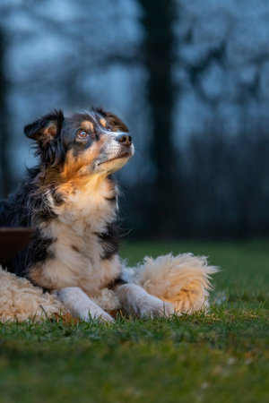 Portrait of an Australian Shepherd, by the campfire. Dog lies on fur coat and looks around during the blue hourの写真素材