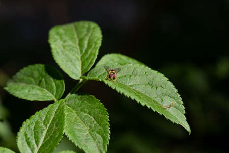A close-up of a bee on a green leaf. The insect looks straight into the cameraの写真素材