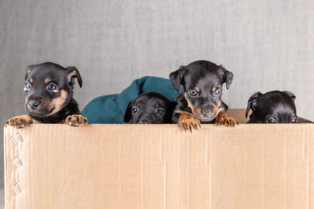 Front view of four Jack russel puppies in a cardboard box. Only the heads and a few legs protrude above the rimの写真素材