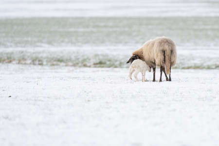 Sheep with lamb in a snowy pasture. The newborn lamb drinks milk from the mother. Winter on the farm. Blur, selective focus on lambの写真素材
