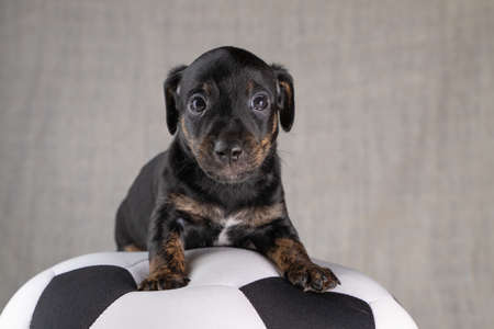 Jack Russell Terrier puppy lies on a soft white with black toy ball, 5 weeks old brindle dog....