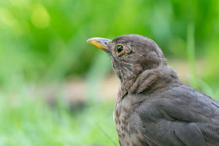 Close-up of female blackbird head on a green lawn. Female blackbird, Turdus merula. Detailed birdの写真素材