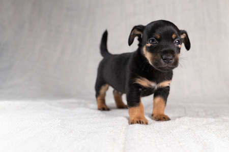 Brown with black Jack Russell Terrier dog Is looking