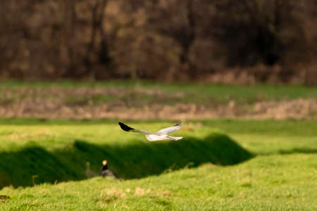 A hawk comes flying in a beautiful green landscape. Out of focus a cormorant on the waterfront in the grass. Selective focusの写真素材