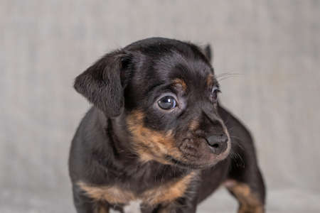 Head of a brown and black brindle Jack Russell Terrier puppy. Dog looks insecure, dog front view....