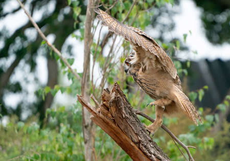 A Eurasian Eagle Owl or Eagle Owl. Land on a stump. . With spread wings and claws out, just above the stump. Seen from the side, in the forestの写真素材