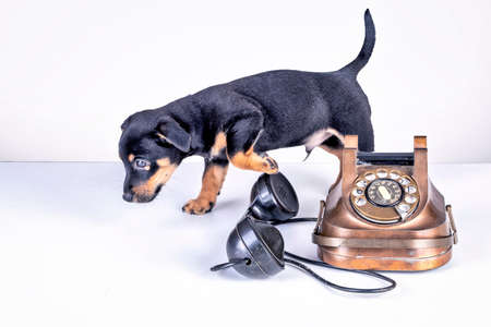 Jack Russell puppy dog walks by an old copper and bakelite telephone. Telephone receiver is next to the telephone. With old dial and retro classic telephone head. With a retro vintage effectの写真素材