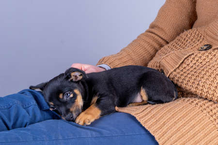 Part of a woman, with a nearly sleeping Jack Russel Terrier puppy on her legsの写真素材