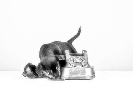 Jack Russell puppy dog is sniffing an old copper and Bakelite telephone. Telephone receiver is next to the telephone. With old dial and retro classic telephone head. In black and whiteの写真素材