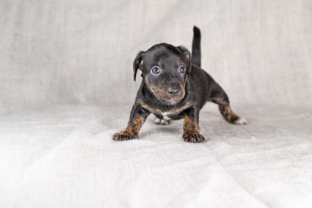 Brown and black brindle Jack Russell Terrier dog puppy. Looks insecure, dog front view. Cream colored backgroundの写真素材