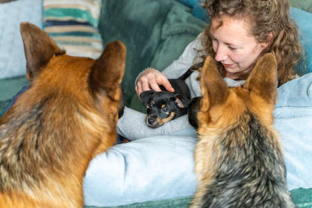 Young woman is sitting on the sofa with her little Jack Russell Terrier puppy in her arms. Two out...