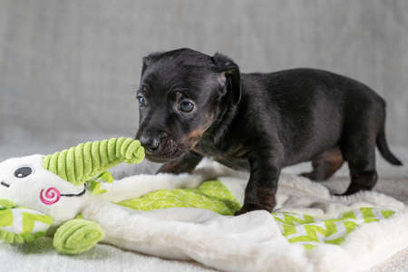 Brown and black brindle Jack Russell Terrier dog puppy. Curious about a toy elephant. Dog seen from the side. Cream colored backgroundの写真素材