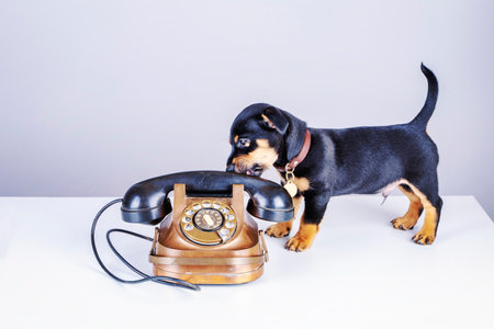 Jack Russell puppy dog stands by an old copper and bakelite telephone. With old dial or retro classic telephone head. Metalic colors, Retro, vintage style.の写真素材