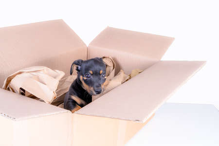 During the corona crisis, more puppy sellers are offering home deliveries. Jack Russell puppy dog...