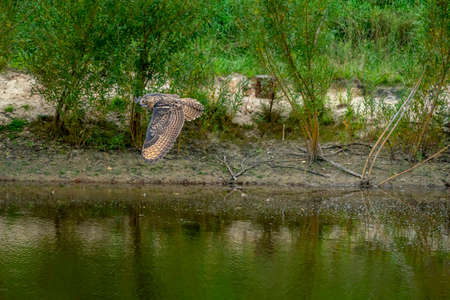A Eurasian Eagle Owl flies with spread wings and open mouth above water in the forest. With orange...