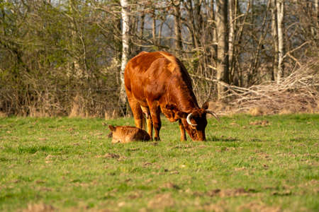 Happy little brown calf with mother cow with horns, standing on fresh grass in the sunlight. They graze in the meadow, forest in the backgroundの写真素材