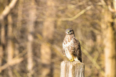 Buzzard in the forest. Sitting on a wooden post. Wildlife Bird of Prey, Buteo buteo, Looking right. Wildlife scene from natureの写真素材