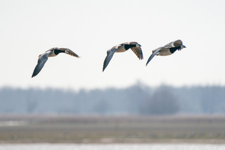 Three geese fly by, above the lake. Blue sky and sunの写真素材