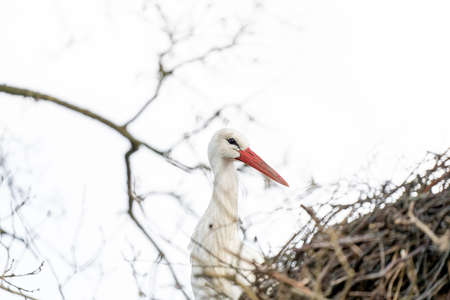 A stork stands in its nest, between twisting branches of the tree. copy-spaceの写真素材