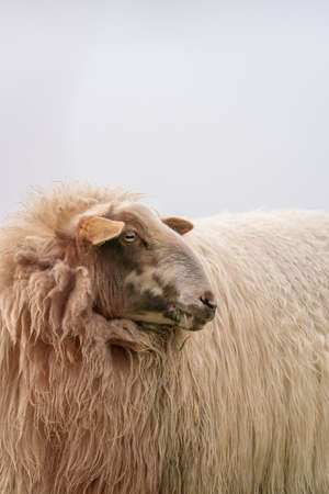 One sheep in the mist. The sheep looks into the camera, detail shot of the head. Sheep stands in the spring grass. Agriculture and extensive traditional sheep breedingの写真素材